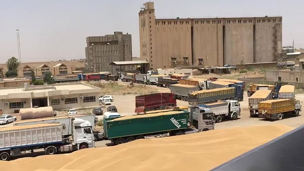 مدير تجارة الحبوب بدهوك لرووداو: بغداد تستلم 13% فقط من حنطة المحافظة