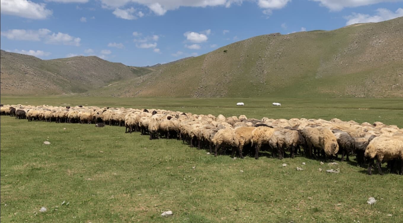 Keriyê pez nikare here zozanan / Wêne: Rûdaw