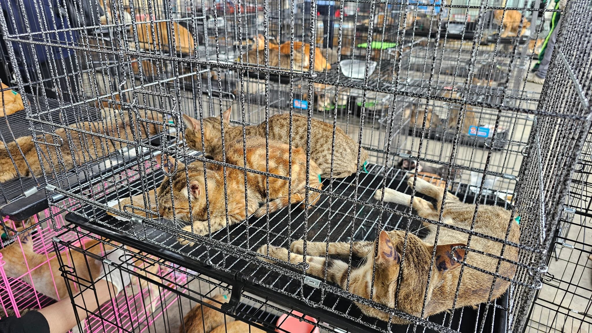 Kesilmek üzere toplanan 400 kedi kurtarıldı