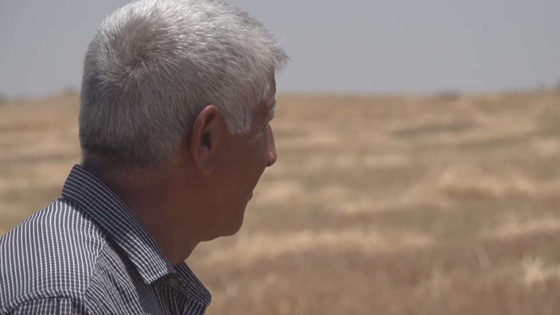 چەکدارەکان لە سەرێکانی بە زەبری گوللە گەنمی جوتیارانی کورد دەبەن