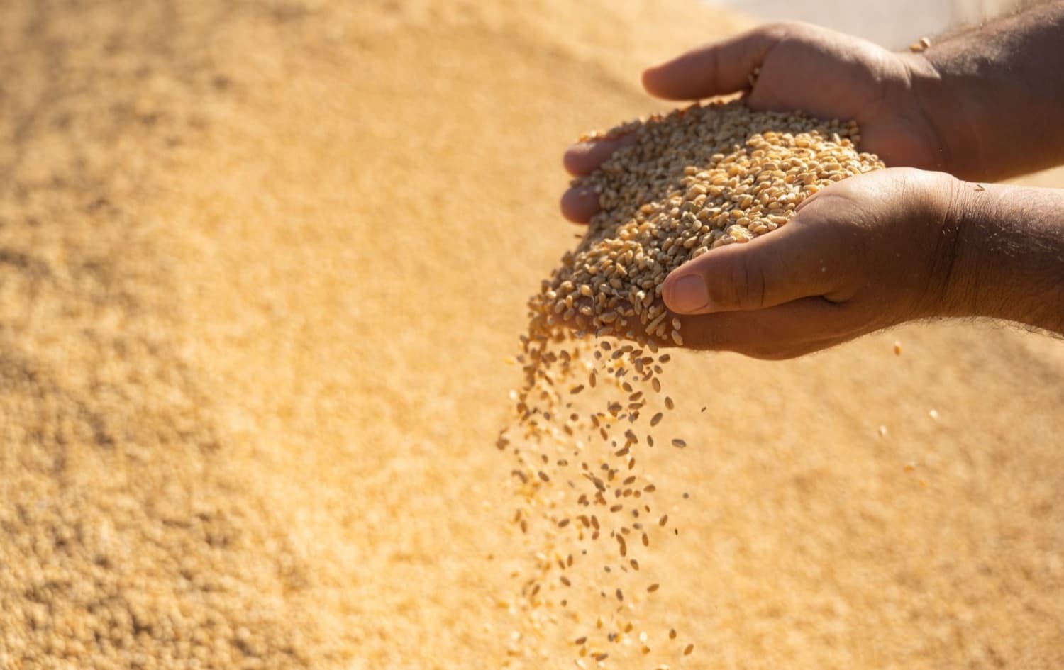 دوای ناڕەزایەتییەکان گەنمی هەموو جووتیارانی کەرکووک وەردەگیرێ