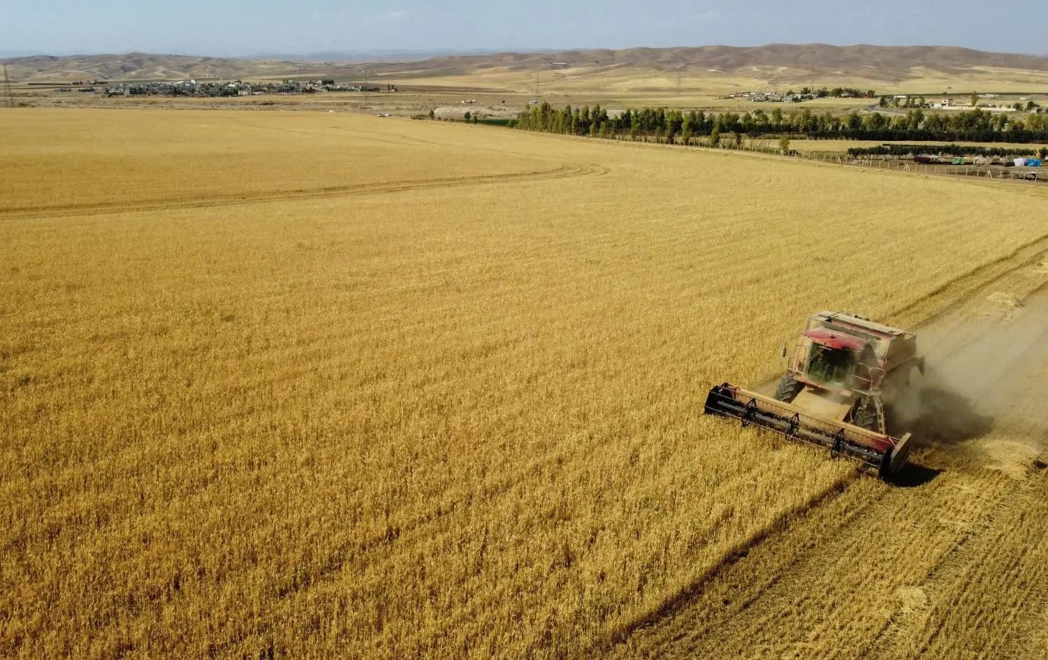 Wheat harvesting in one of Kurdistan Region villages. Photo: File/Rudaw