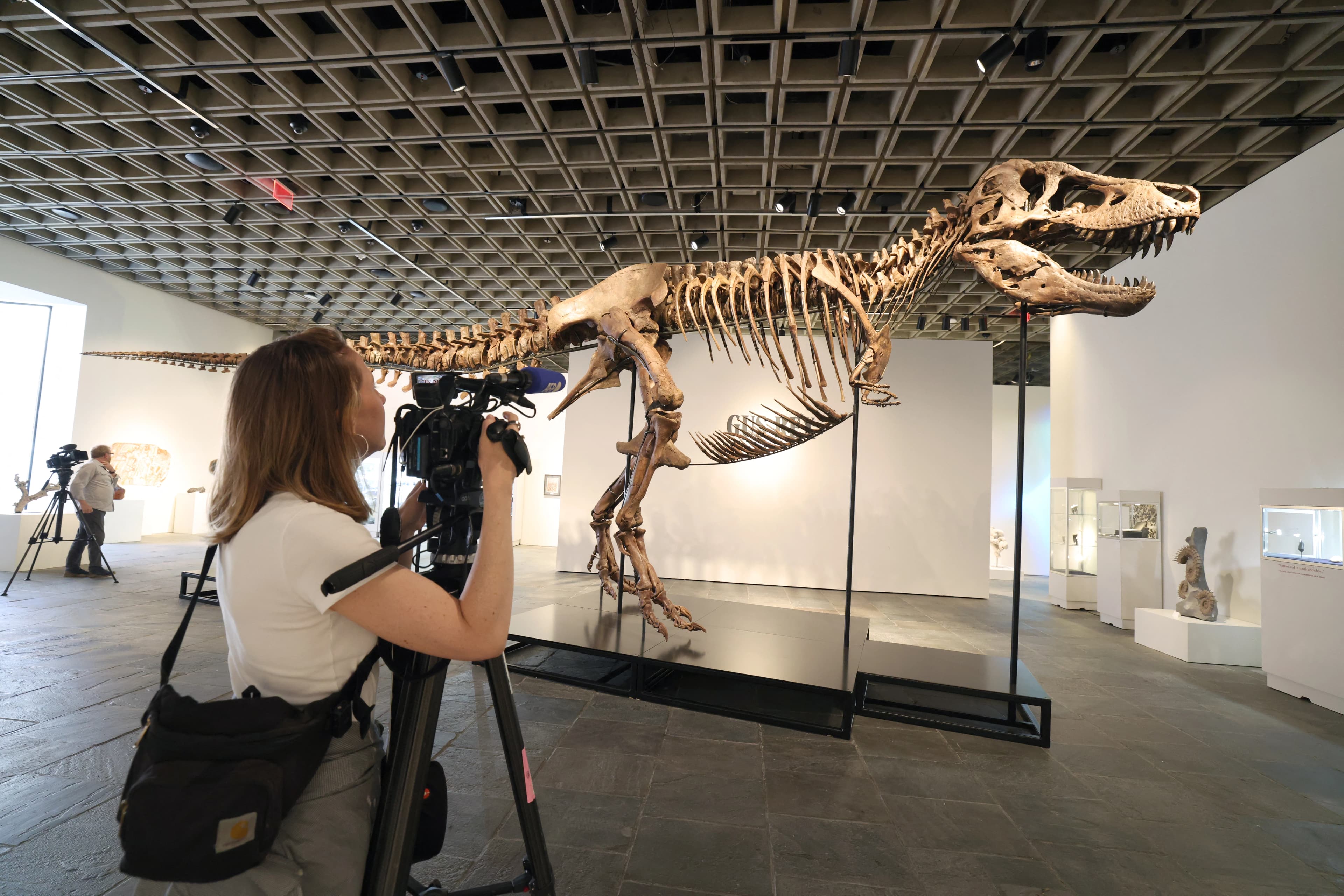 Bugüne kadar keşfedilen en büyük örneklerden biri olan "Gus" adlı Tyrannosaurus Rex iskeleti. ABD'nin Güney Dakota eyaletinde özel bir arazide yapılan kazılarda bulunan 67 milyon yıllık bu iskelet, 183 fosil kemikten oluşuyor. /   Fotoğraf: Timothy A. Clary / AFP