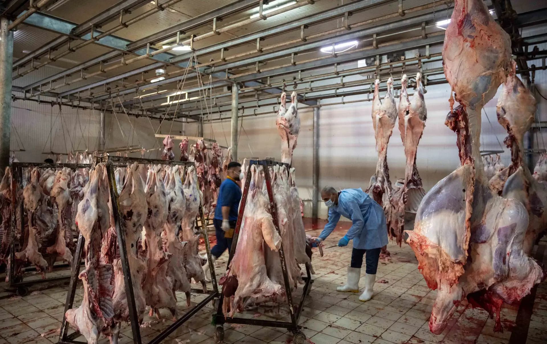 Erbil central slaughterhouse. Photo: Rudaw