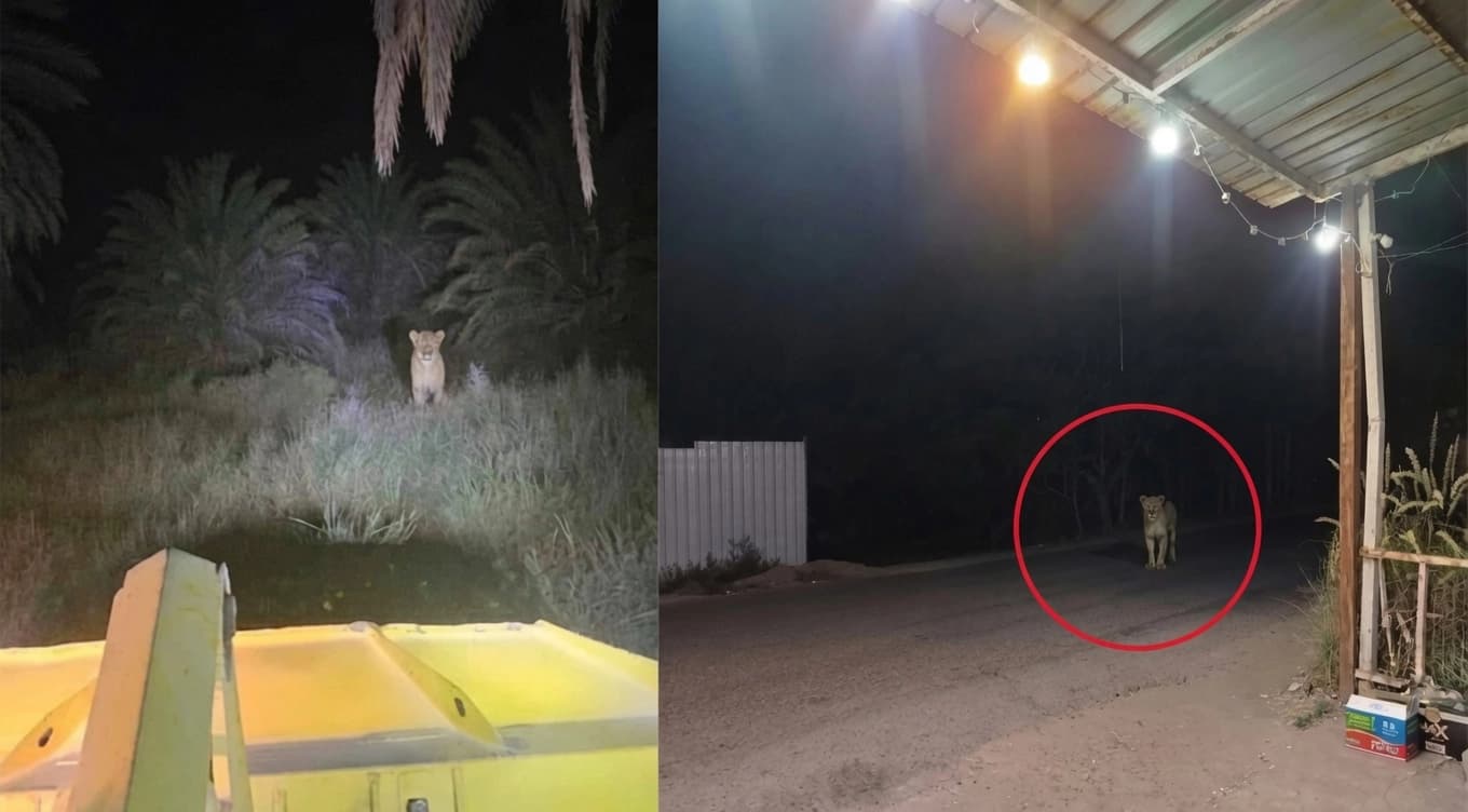 Irak'ın başkenti Bağdat'ta bir evden kaçan iki aslan için arama çalışması başlatıldı