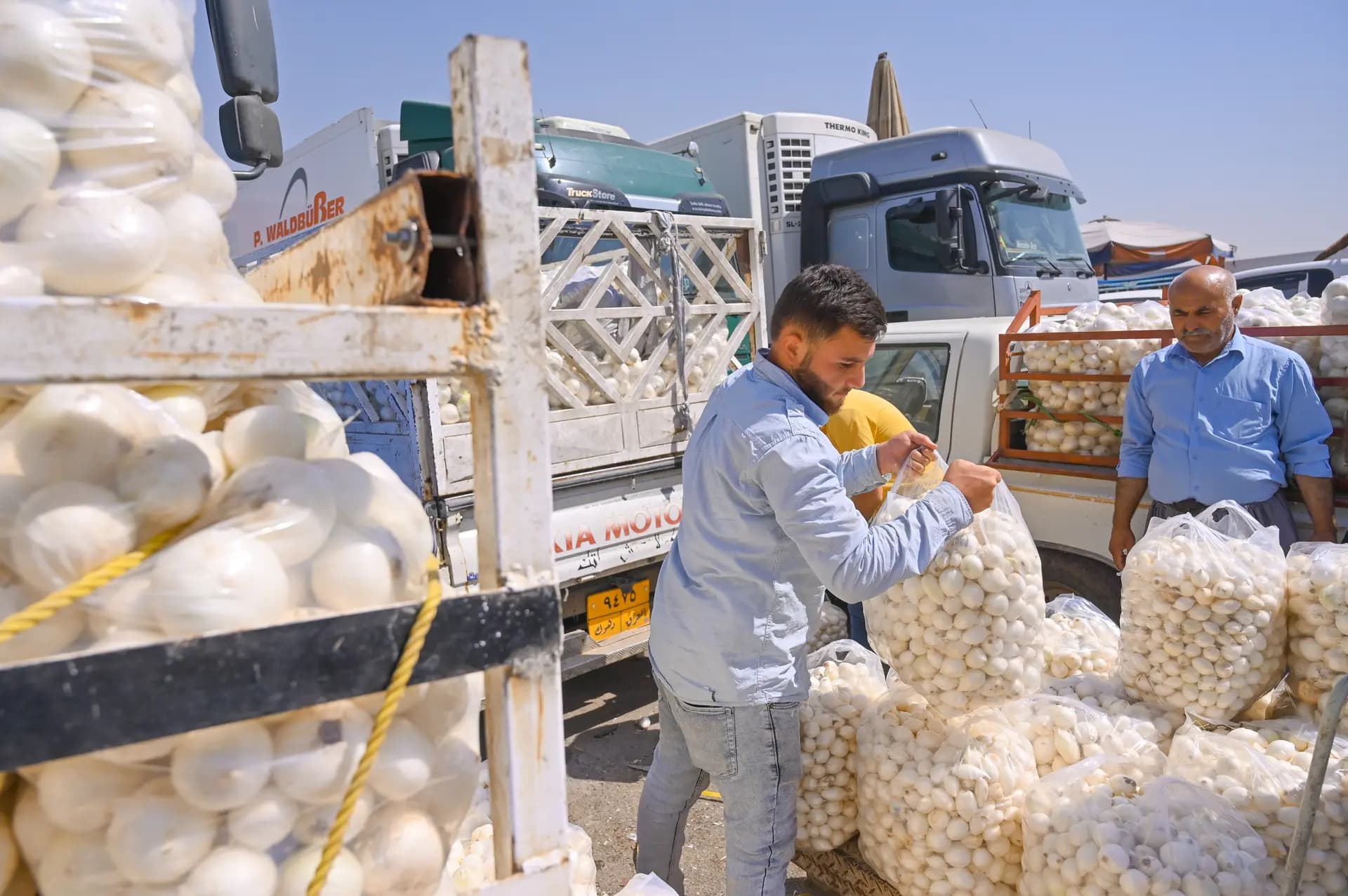 Pîvazên Kurdistanê / Wêne: Rûdaw