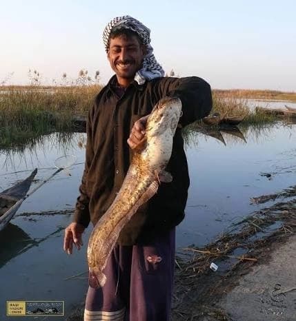 سمكة السلورأو الجرّي