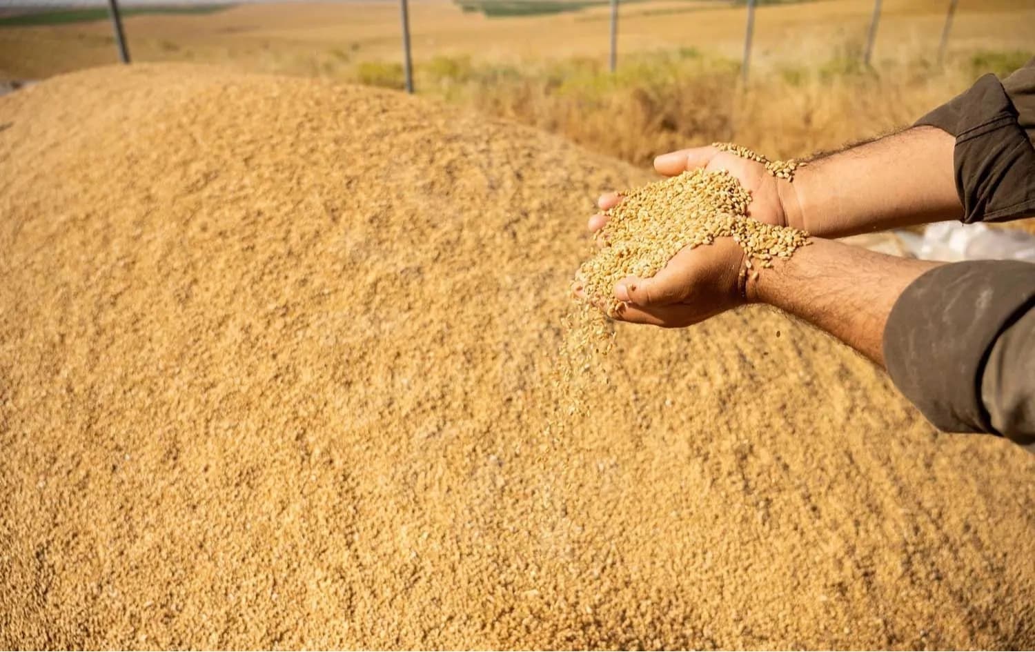 بەرهەمی گەنمی جووتیارێک، وێنە، ئەرشیف: بڵند تاهیر - رووداو