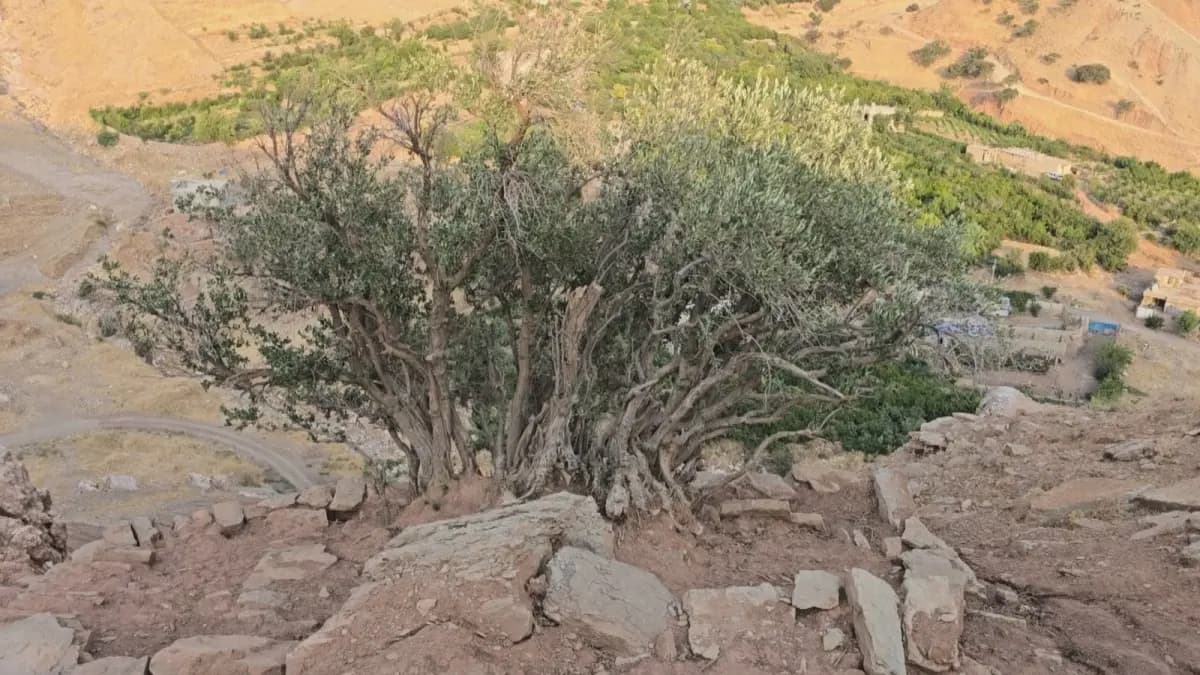 Ev dara zeytûnê hezar salî ye û rehên wê di kûrahiya dîroka Kurdistanê de ne