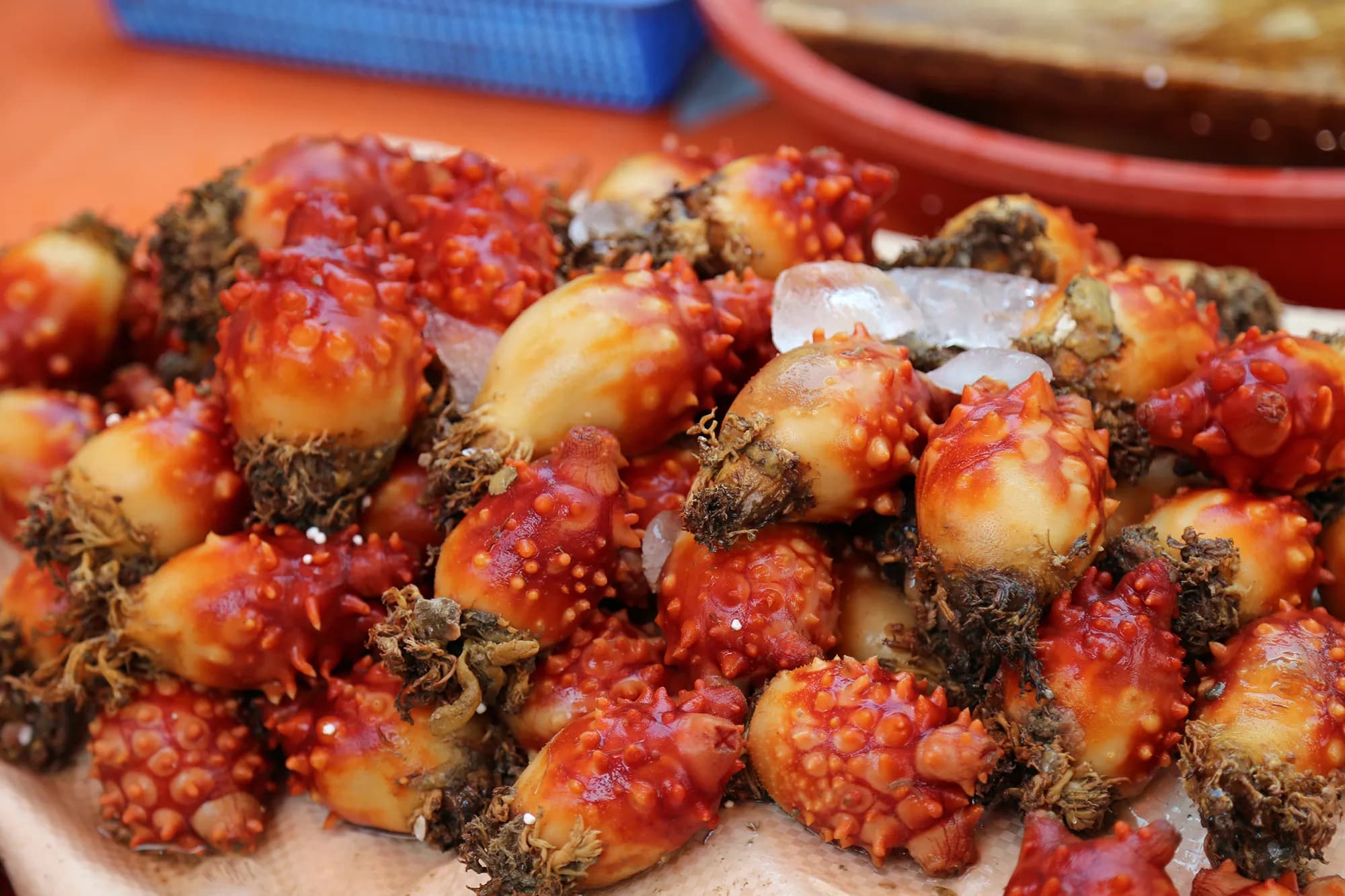 ئەمە گیانەوەری دەریایی sea squirtsـە بە سوورەوەکراوی