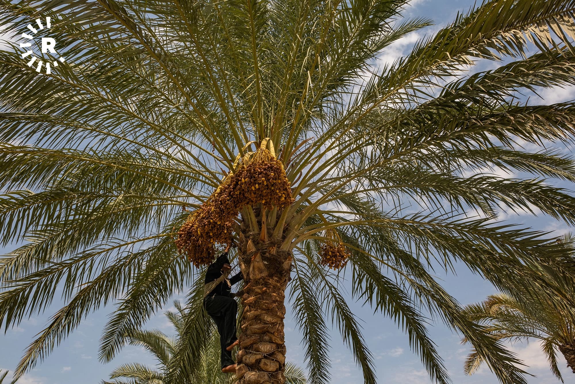 جووتیارێک خورما لێدەکاتەوە. وێنە: بڵند تاهیر - رووداو