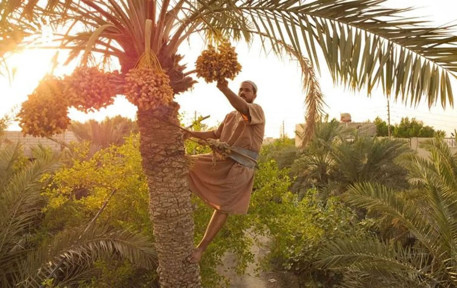 Man harvesting date on palm tree in Basra. Photo: Bilind T. Abdullah/Rudaw