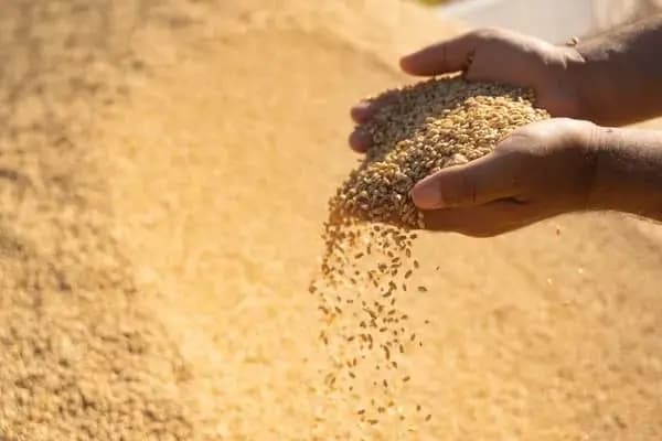 بەرهەمی گەنمی جووتیارێک. وێنە: بڵند تاهیر - رووداو