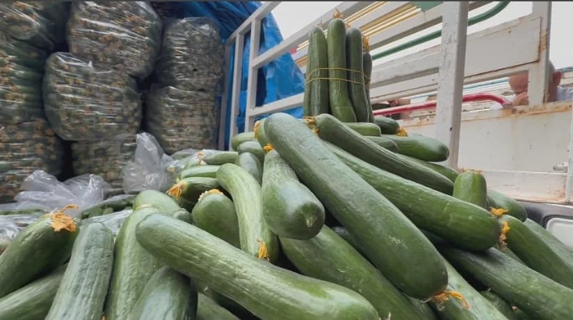 خەیار. وێنەکە بۆ روونکردنەوەیە: ئەرشیڤ