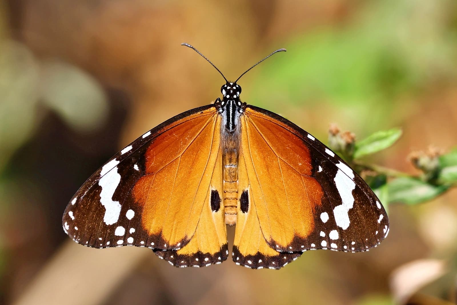 Foto: Mehmet Masum Süer