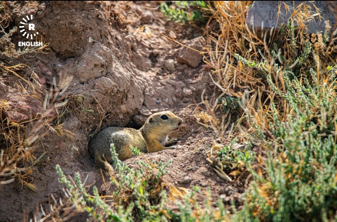 Kurdistan photographer’s images may mark first Iraqi record of ground squirrel