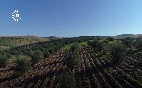 Black gold: Afrin’s olive trees thrive in Erbil