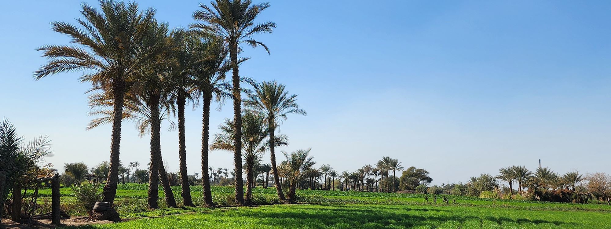 صور.. "عاصمة الزراعة المصرية" جنة خضراء وسط الصحراء