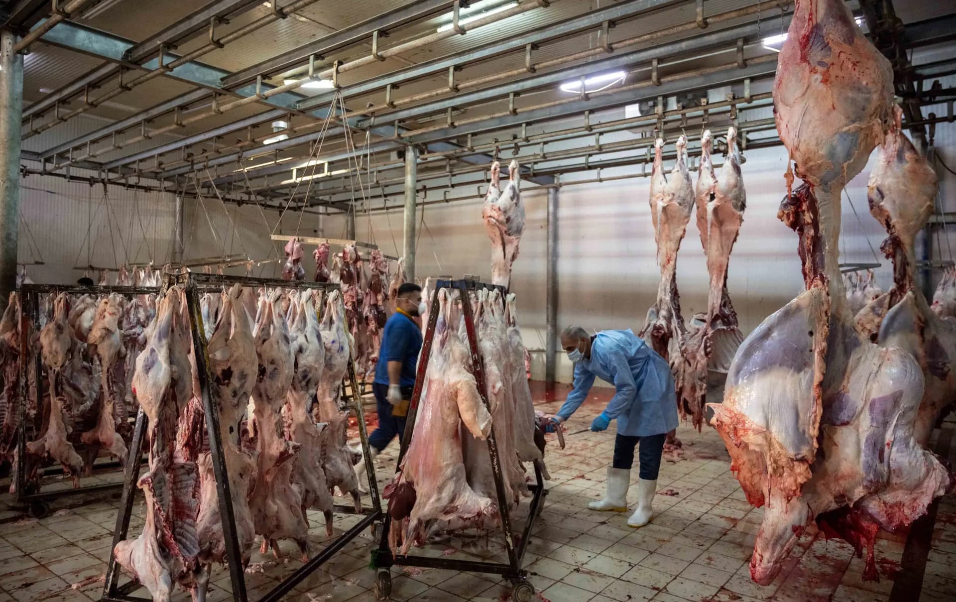 Erbil central slaughterhouse. File photo: Rudaw