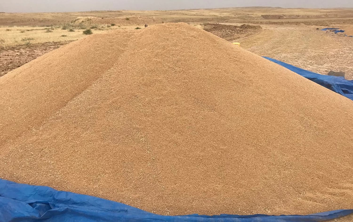قمح
