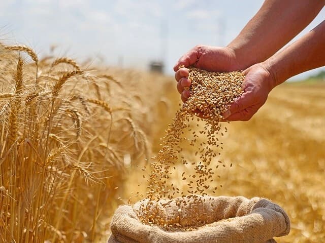 بەرهەمی گەنمی جووتیارێک