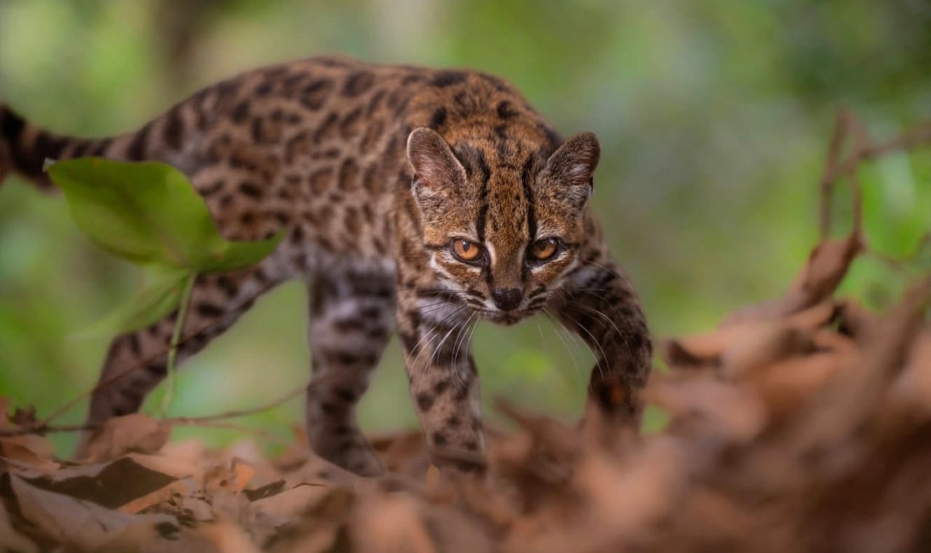 Foto: National Geographic