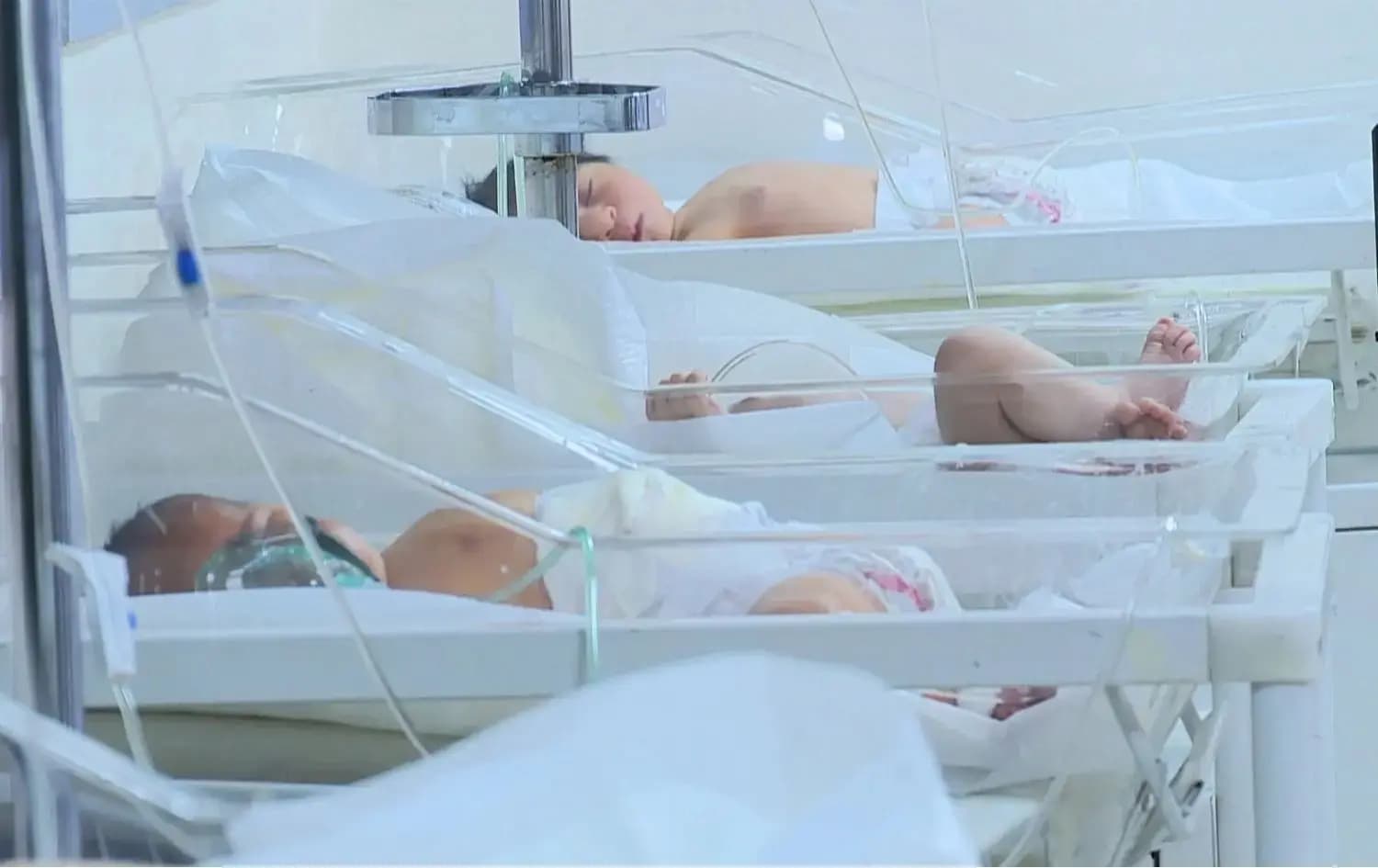 منداڵی مەلۆتکە کە پێشوەختە بە نەشتەرگەری لەدایکبوون و لەنێو شووشەدان. وێنە: رووداو