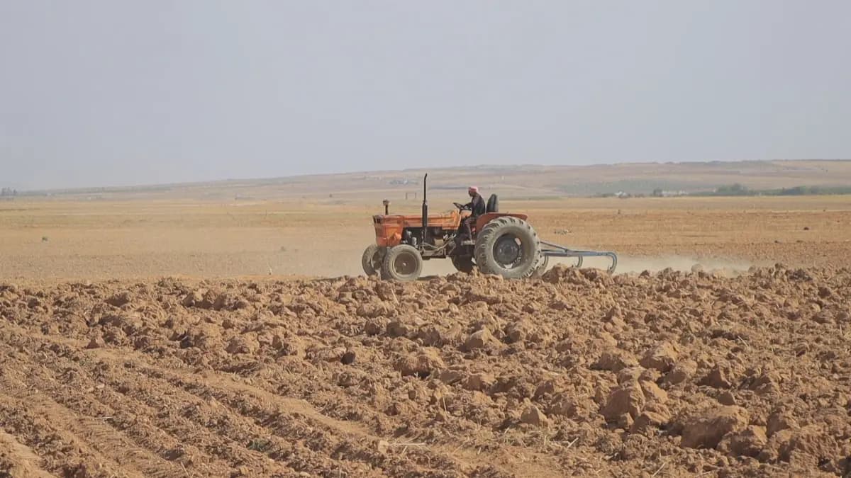 Kobani’de çiftçinin kara kaderi: Masraflar yüksek, 50 yıllık traktörler tarlada