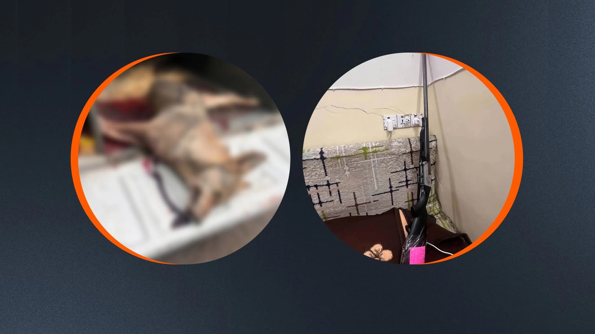 لە گەرمیان راوچییەک لەسەر کوشتنی گورگێکەوە دەستگیرکرا