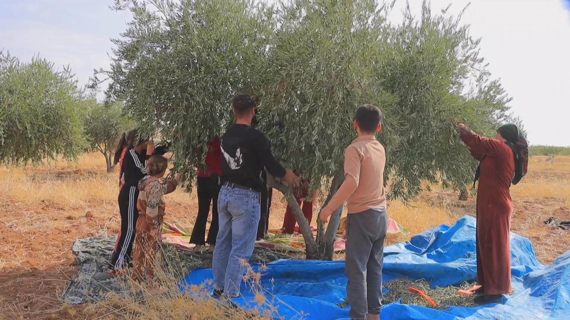 کۆبانێ؛ وەرزی رنینی زەیتوون دەستیپێکرد و بەرزبوونەوەی نرخی سوتەمەنی جووتیارانی نیگەران کردووە